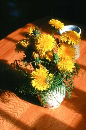 DANDY BOQUET